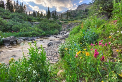 Colorado Wildflowers - Yankee Boy Basin Evening 2